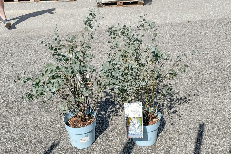 2 Grünpflanzen Eucalyptus Gunnii Blaue Liebe